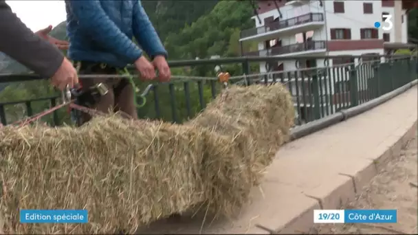 Tempête Alex : la solidarité s'organise pour les animaux isolés