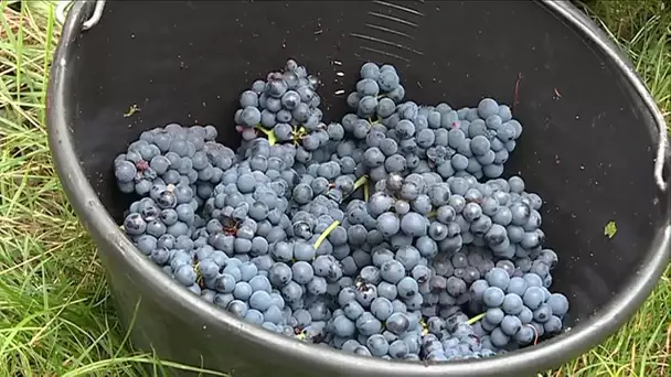 Alsace : premières vendanges après une conversion au bio