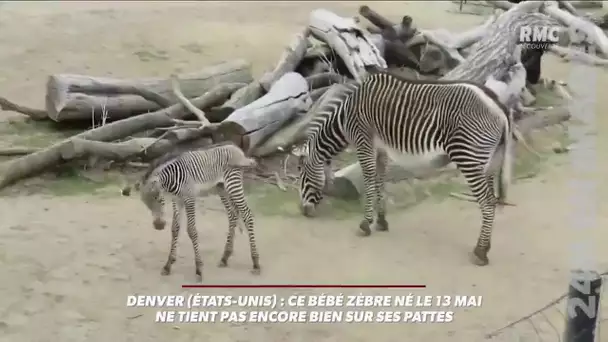 Denver: ce bébé zèbre né mi-mai ne tient pas encore sur ses pattes