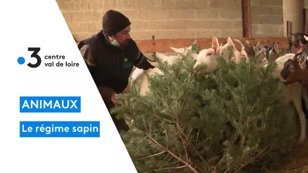 Blois : une ferme lance un appel pour récupérer vos sapins de Noel afin nourrir les chèvres