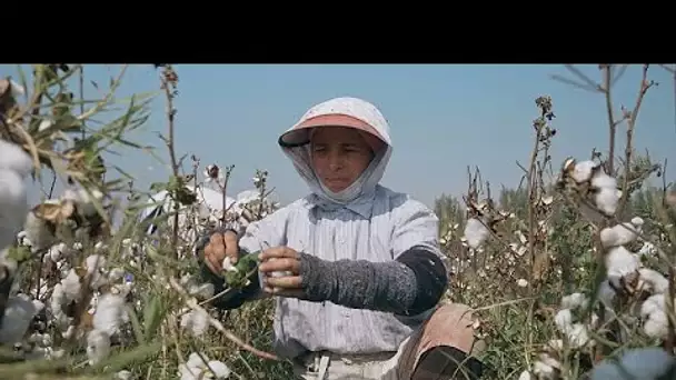 L’industrie cotonnière ouzbèke rebondit après le boycott