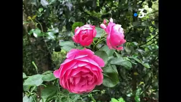 Meung-sur-Loire : découvrez l'Arboretum d'Ilex dans le Loiret