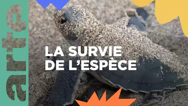 La sauvegarde des tortues vertes à Chypre | ARTE