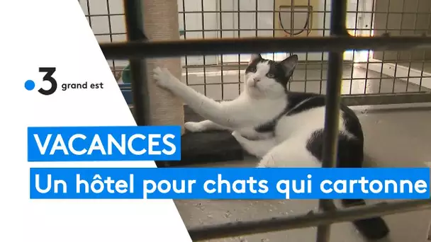 Vacances : les hôtels pour chats font le plein