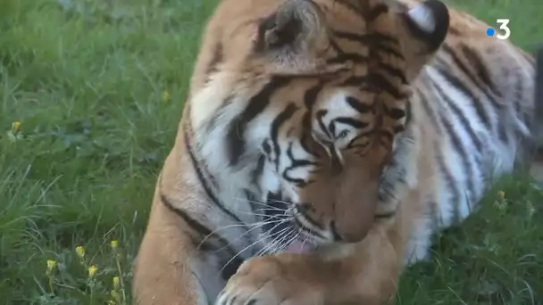 Coronavirus : une journée avec... les soigneurs du parc animalier de l'Auxois