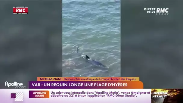 Var : un requin bleu de deux mètres longe une plage de Hyères