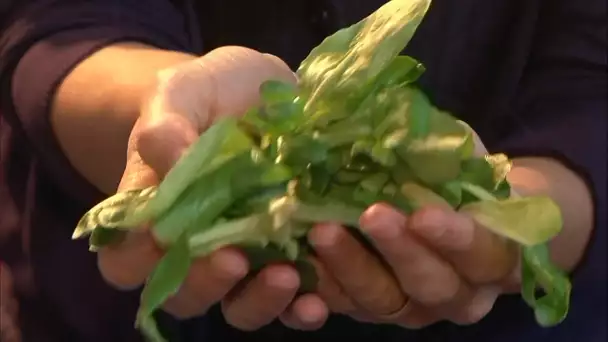 SALADE : été comme hiver toujours populaire !