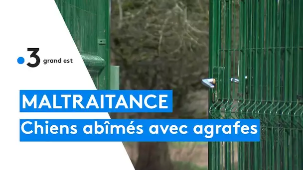 Soupçons de maltraitance animale dans une pension pour animaux