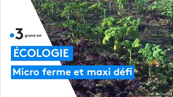 Les micro-fermes : exemple avec l'arbre de vie à Liverdun