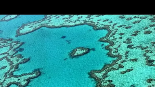 L'Unesco veut inscrire la Grande Barrière de corail comme site "en danger", l'Australie conteste