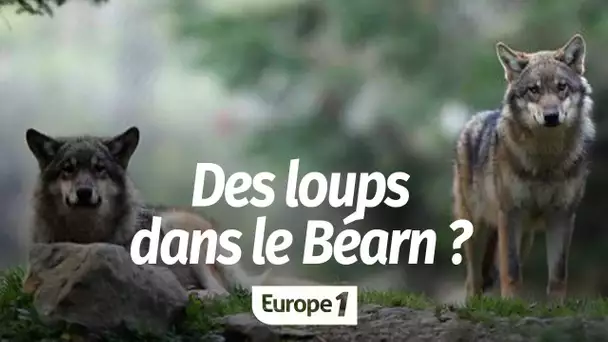 Les "loups" qui attaquent des brebis dans le Béarn sont-ils vraiment des loups ?