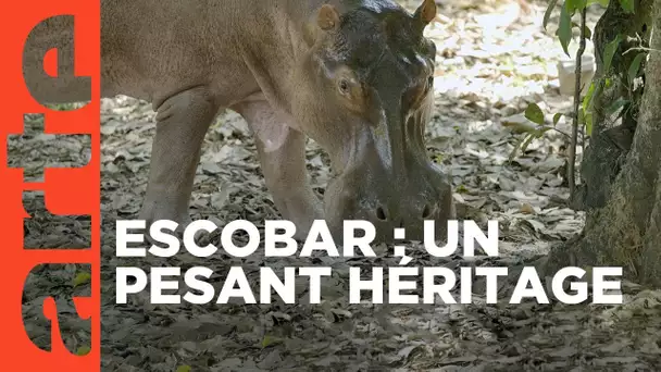 Les hippopotames de Pablo Escobar | GEO Reportage | ARTE