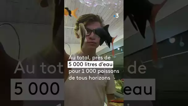 Nathan est aquariophile et possède plus de 1.000 poissons de tous horizons