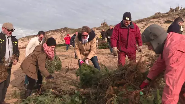 recyclage sapins