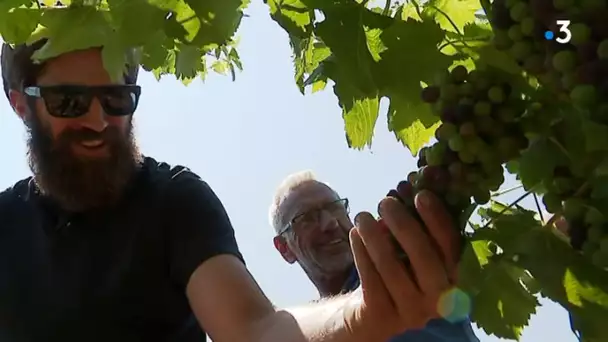 Occitanie : un nouveau logo pour les vignes en 'conversion' vers le bio