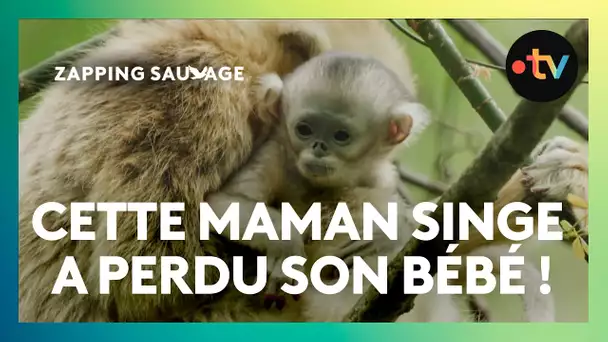 Ce bébé singe doré échappe à la surveillance de sa mère !