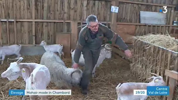 Loir-et-Cher : ces chèvres sont tondues pour leur laine très douce