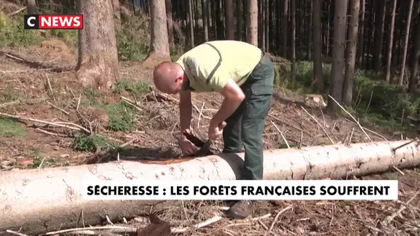 Sécheresse : les forêts françaises souffrent