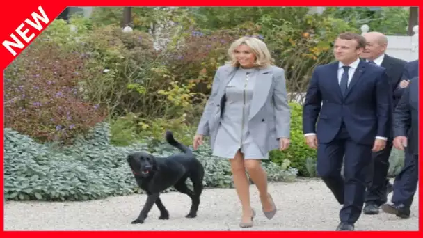 ✅  PHOTOS – Brigitte Macron de sortie : elle n'oublie pas Nemo !