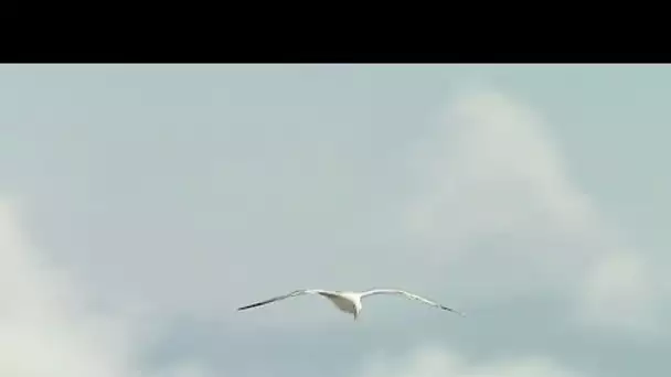 La Loire, un fleuve encore sauvage • FRANCE 24