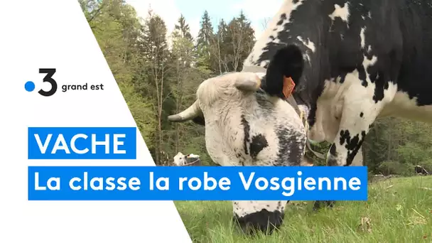 Les races animales lorraines : les vaches vosgiennes