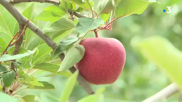 Coronavirus : les producteurs de fruits du Tarn-et-Garonne manquent de saisonniers