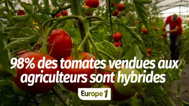 Elise Lucet sur le business des semences : "98 % des tomates qui sont vendues aux agriculteurs so…