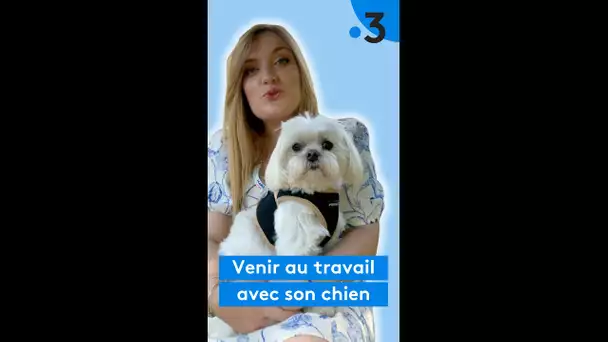 Anaïs Bongibault vient au travail avec son chien