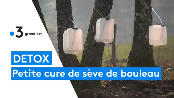 La récolte de la sève de bouleau dans les Vosges