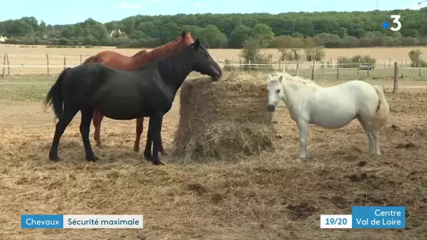 Perche : mise en place de l'opération "GendEquin 28" pour rassurer les propriétaires de chevaux