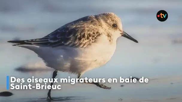 Des oiseaux migrateurs en baie de Saint-Brieuc