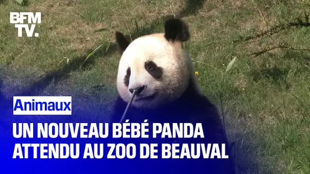 Le zoo de Beauval attend un nouveau bébé panda