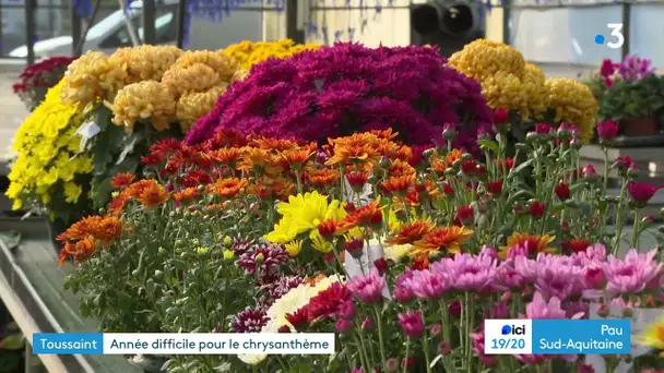 Toussaint:  sur la plaine de Meillon, quelques horticulteurs produisent des chrysanthèmes.