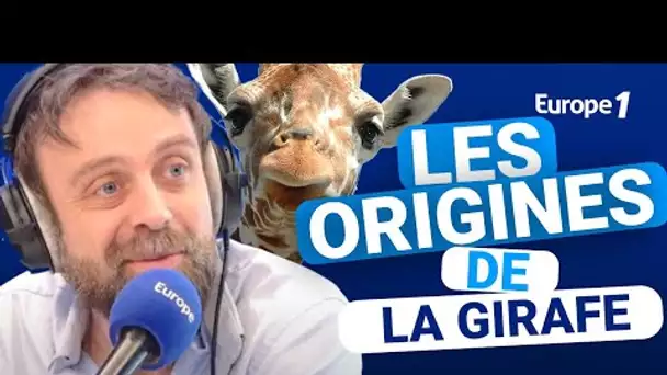 Les origines de la girafe avec David Castello-Lopes