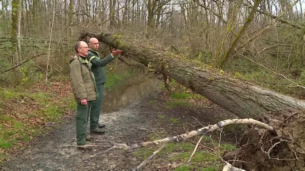 Tempêtes : La forêt de Morlaas interdite jusqu'à nouvel ordre