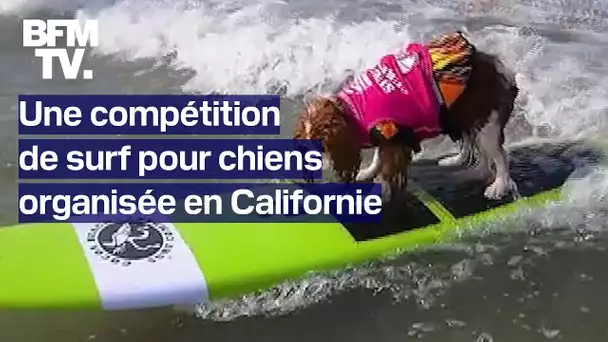 États-Unis: une compétition de surf pour chiens organisée à San Diego en Californie