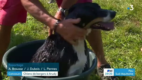 Concours de chiens de troupeau à Arudy