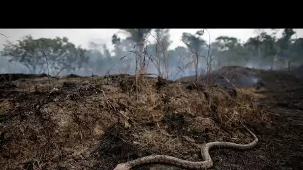 Bolsonaro réagit pour tenter d'éteindre les incendies en Amazonie