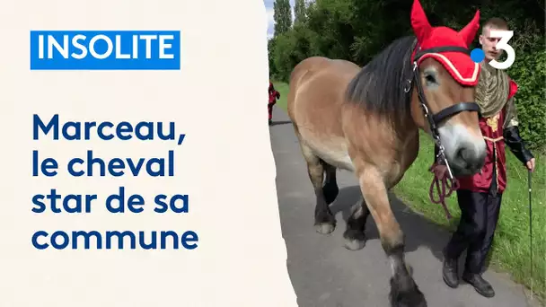 Marceau, le cheval devenu mascotte de toute une commune