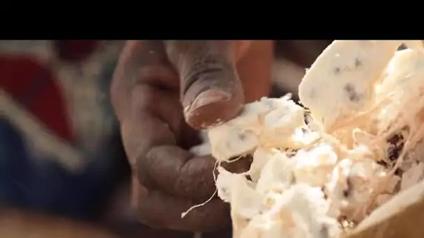 Sénégal : les baobabs de la fortune