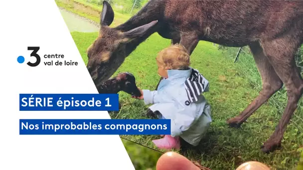 Nos improbables animaux de compagnie : la biche de Sixtine