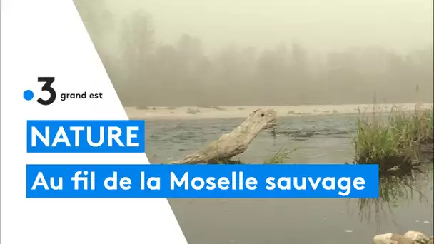 Balade au fil de la Moselle sauvage