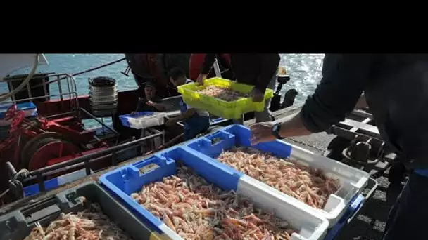 Pourquoi la France importe-t-elle autant de poissons ?