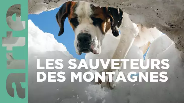 Saint-Bernard et ses chiens | GEO Reportage | ARTE Family