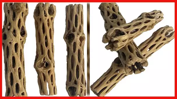 Awesome Aquatic Natural Cholla/Choya Wood 3 Pieces 6” for Shrimp Habitat and Food Treat Hermit Crabs