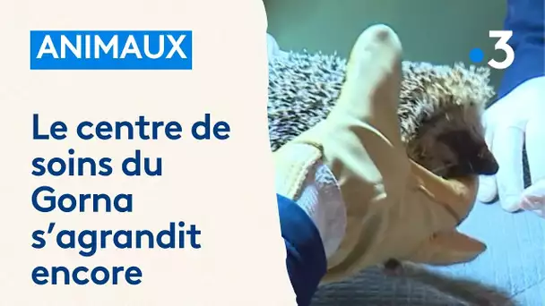 Le centre de soins pour animaux sauvages du Gorna qui fête ses 40 ans s'agrandit encore