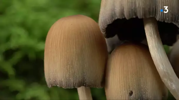 L'instant champignon : Connaissez vous le coprin micacé ou coprinellus micaceux ?