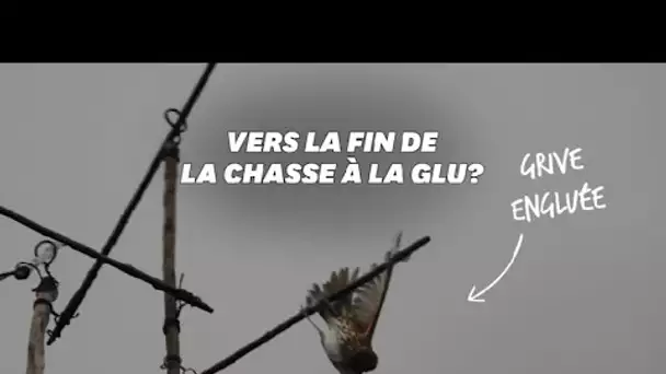 Contre la chasse à la glu, le gouvernement interpellé par les défenseurs des oiseaux