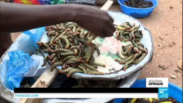 CENTRAFRIQUE - Les chenilles régalent les papilles