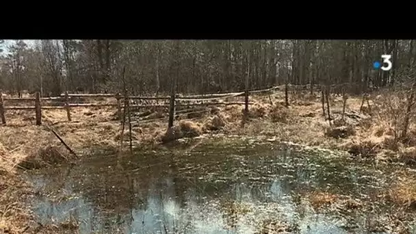 Découvrez les marais des Hauts-Buttés dans les Ardennes